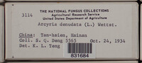 Arcyria denudata image